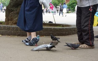 Giày chim bồ câu độc, lạ gây sốt tại Nhật