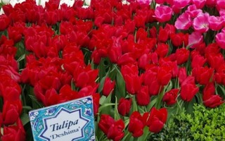 Lễ hội hoa tulip khiến người xem mê mẩn