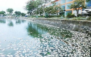 Cá chết nổi ‘trắng’ hồ điều tiết ở thành phố Đà Nẵng