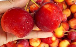 Táo cherry Trung Quốc gây sốt ở chợ Việt