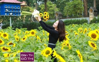 Dân thủ đô nô nức chụp ảnh vườn hướng dương ở Hoàng thành Thăng Long