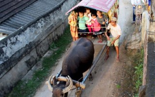 Chàng trai tàn tật dùng xe trâu chở học sinh đến trường miễn phí