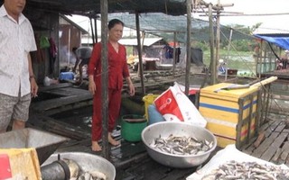 Khoảng 4 tấn cá bè trên sông La Ngà chết bất thường