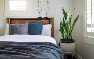5 loại cây phong thủy nên đặt trong phòng ngủ