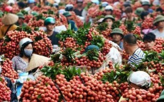 Trung Quốc thêm điều kiện với hoa quả nhập từ Việt Nam