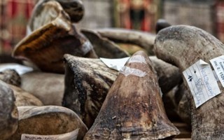 Bắt kiện hàng nghi 50kg sừng tê giác tại sân bay Nội Bài