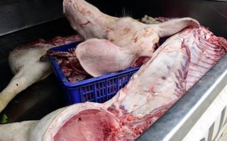 Phát hiện hơn 900kg thịt lợn bốc mùi hôi thối đang đưa đi tiêu thụ
