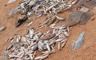 Quảng Bình: Cá chết hàng loạt dạt vào bờ biển 