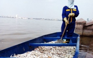 Hà Nội công bố 4 nguyên nhân khiến cá chết ở hàng loạt ao hồ