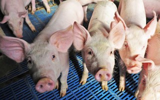 Trung Quốc tăng cường đối phó với dịch cúm lợn châu Phi đang lây lan
