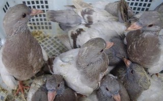 Bắt giữ hơn 2.000 con chim bồ câu Trung Quốc nhập lậu vào Việt Nam