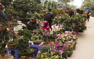 Hoa, cây cảnh Tết ngập chợ Hà Nội nhưng vắng bóng người mua 