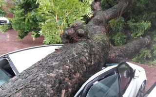 Bão quật đổ cây cối, xe máy, thổi bay người ở Hà Nội