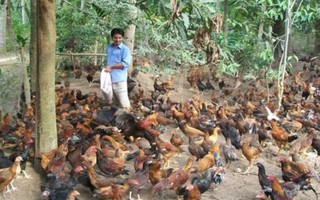 Tổ hợp nuôi gà an toàn sinh học