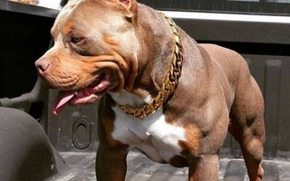 Loại chó Pitbull cắn 2 phụ nữ trọng thương hung dữ như thế nào?