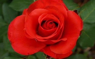 5 bài thuốc trị bệnh phụ khoa từ hoa hồng