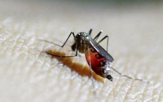 Một phụ nữ Hàn Quốc nhiễm virus Zika sau khi du lịch Thái Lan