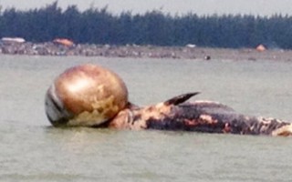 Lại phát hiện cá voi chết dạt vào bờ tại Diễn Thịnh