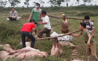 Tiêu hủy 4 tấn lợn bị lở mồm long móng đang được chuyển đến lò mổ