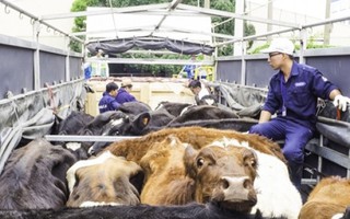 220 con bò sữa organic về Việt Nam
