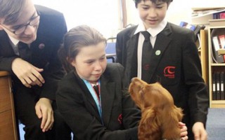 Trường học nuôi chó cảnh giúp học sinh giảm stress