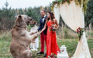 Gấu xám 130 kg được mời chứng hôn đám cưới