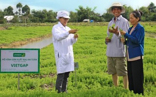 UNIBEN hỗ trợ nông dân thực hiện VietGAP, sản xuất rau an toàn, hướng tới phát triển vùng nguyên liệu sạch