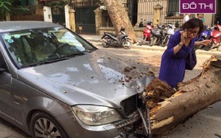 Nữ tài xế vừa ra khỏi xe, chiếc Mercedes bị cây cổ thụ đè bẹp