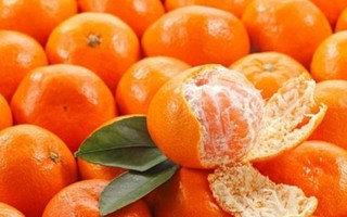 5 điểm phân biệt cam canh ta và cam Trung Quốc