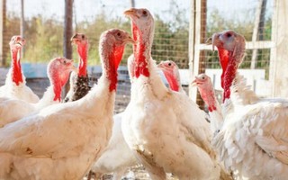 Mỹ thu hồi 41 tấn gà tây nhiễm vi khuẩn salmonella trước lễ Tạ ơn