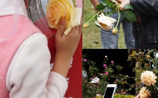 Cận cảnh phái đẹp 'hành hạ' hoa ở Lễ hội hoa hồng