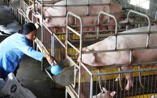 Cá nhân, hộ gia đình nợ vay nuôi lợn 25 ngàn tỷ đồng