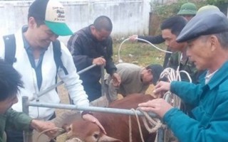 MC Phan Anh vui vẻ tặng bò cho người dân vùng lũ dù bị 'ném đá'
