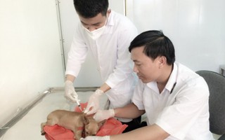 Lại xảy ra tử vong do chó dại cắn ở Quảng Ninh