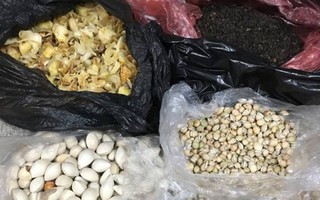 Tốn 6 triệu đồng mua 'hạt thuốc rừng' ở chùa Hương về nhà đổ bỏ