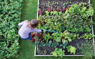 Tự trồng vườn rau mini tại nhà
