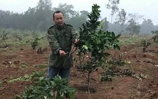 Nghệ An: Truy tìm kẻ 7 lần chặt hạ vườn cây, đốt nhà tạm của dân