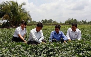 Hợp tác '3N' ở miền Tây, Agribank tạo động lực cho nông nghiệp đồng bằng sông Cửu Long