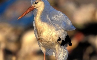 Túi nylon: Nếu bạn không tái sử dụng được thì hãy từ chối dùng