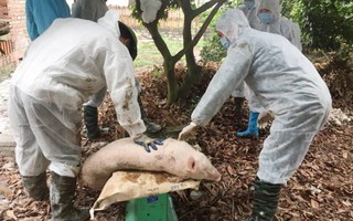 Trong 1 ngày có thêm 2 tỉnh bị dịch tả lợn châu Phi tấn công