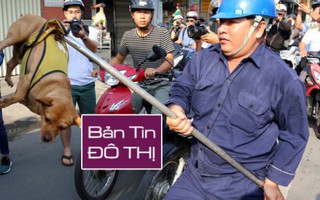 Chiến dịch bắt chó thả rông huyên náo phố phường TPHCM