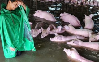 Cứu hộ hơn 6.000 chú lợn mắc kẹt trong nước