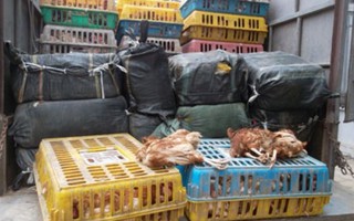 Tiêu hủy gần 1 tấn gà thải loại Trung Quốc