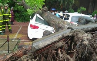 Mưa bão quật cây đè bẹp ô tô, gây ngập ở Hà Nội