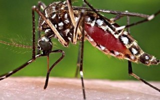 Toàn cảnh ra đời và tấn công người của virus Zika