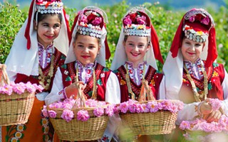 Hơn 1.000 cây hoa hồng nhập khẩu sẵn sàng cho Lễ hội Hoa hồng Bulgaria