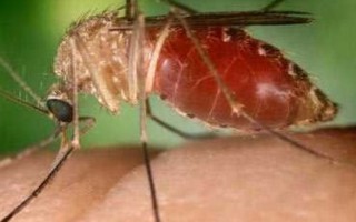 Loại muỗi mới truyền virus Zika có ở Việt Nam