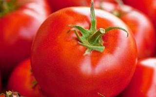 5 dấu hiệu phân biệt cà chua Việt Nam-cà chua Trung Quốc