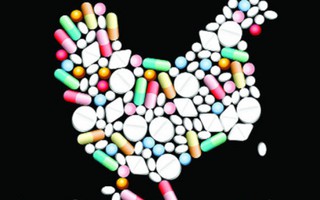 Gà ở ĐBSCL có biểu hiện “nghiện” kháng sinh?