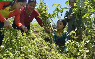 Giảm nghèo bền vững từ mô hình liên kết trồng hồng đẳng sâm